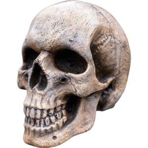 Medium Skull - Bone