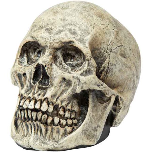 Human Skull Costume Prop